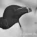 razorbill_msi_h_1280_can0900_bw.jpg